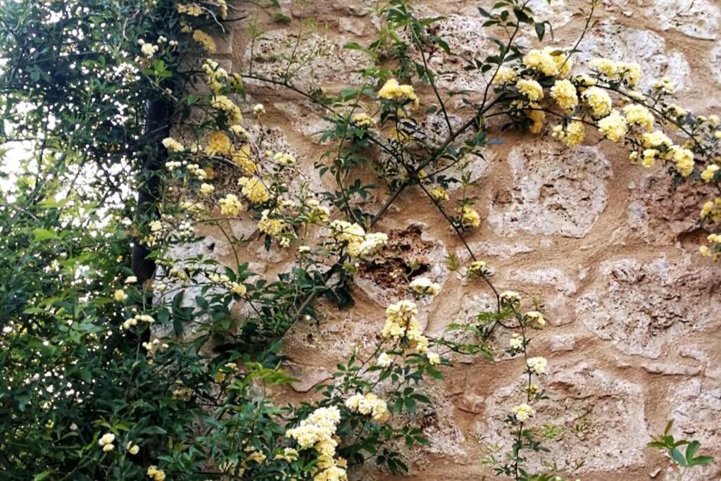 Claudia Vacanza Toscana - Appartamento Melograno -10 Min Da Siena Sovicille Kültér fotó