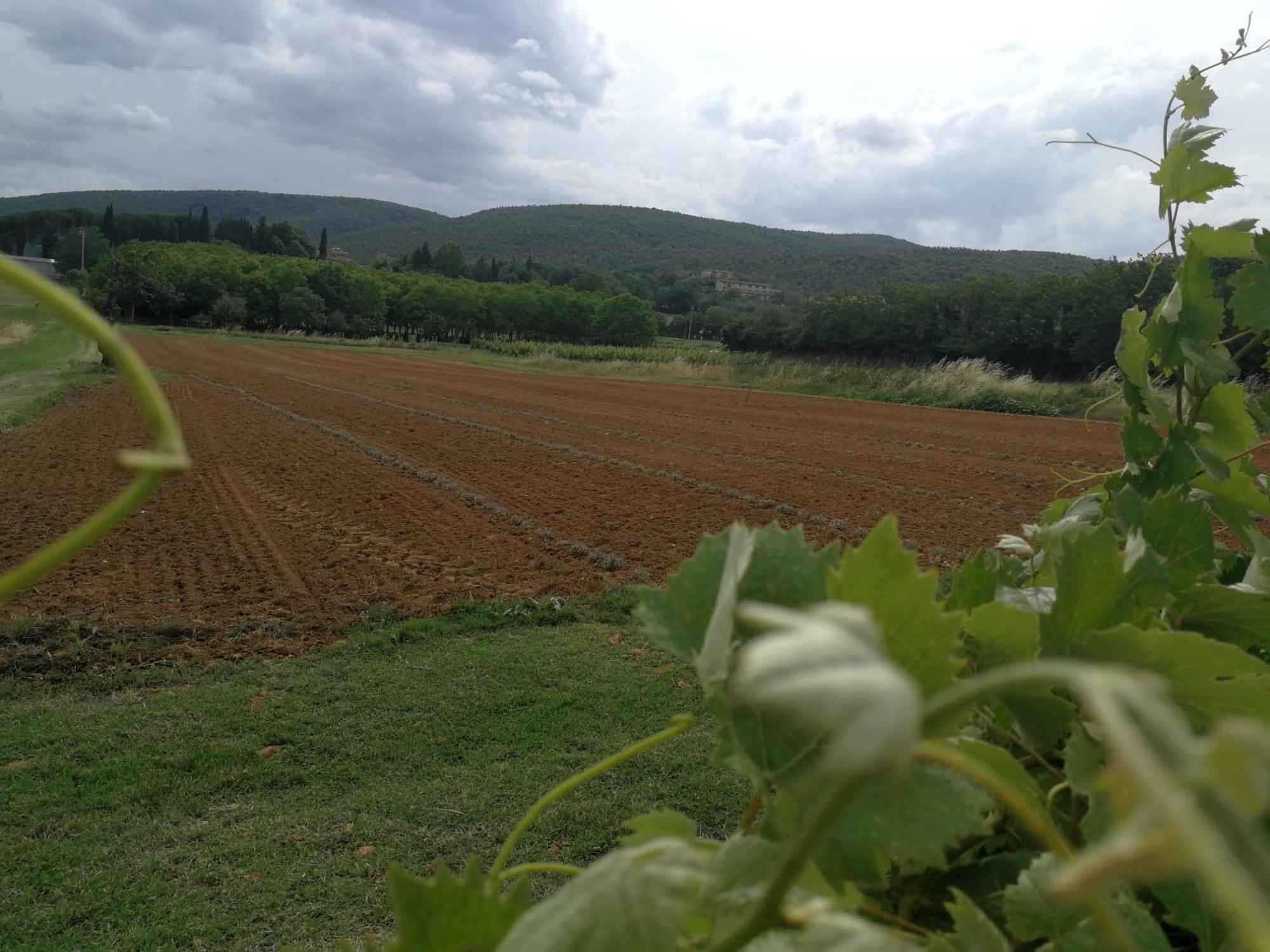 Claudia Vacanza Toscana - Appartamento Melograno -10 Min Da Siena Sovicille Szoba fotó