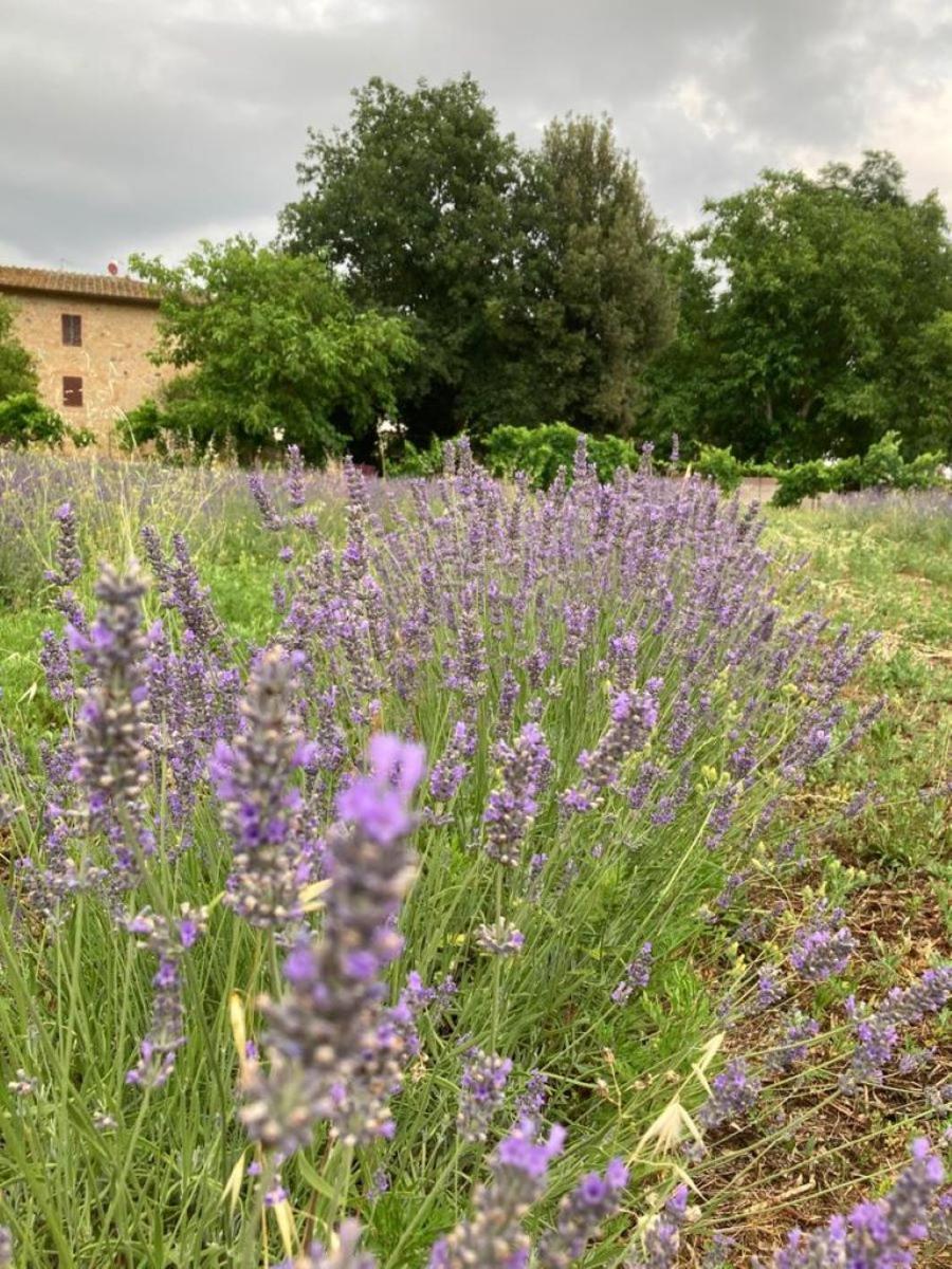 Claudia Vacanza Toscana - Appartamento Melograno -10 Min Da Siena Sovicille Kültér fotó