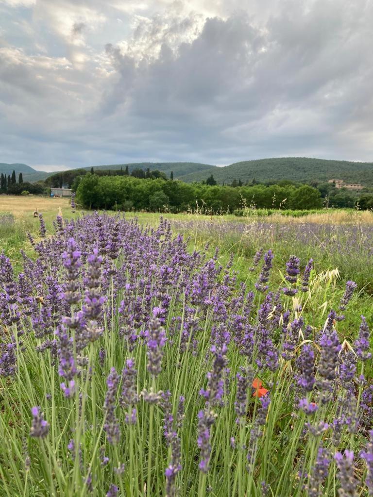 Claudia Vacanza Toscana - Appartamento Melograno -10 Min Da Siena Sovicille Kültér fotó