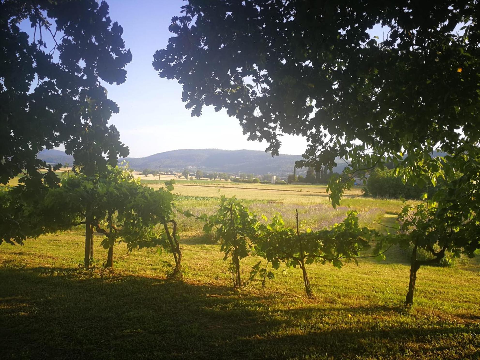 Claudia Vacanza Toscana - Appartamento Melograno -10 Min Da Siena Sovicille Kültér fotó
